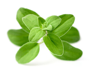 fresh marjoram herb isolated on the white background
