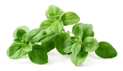 fresh marjoram herb isolated on the white background