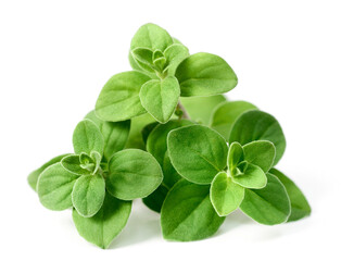 fresh marjoram herb isolated on the white background