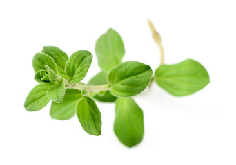 fresh sweet marjoram herb isolated on the white background