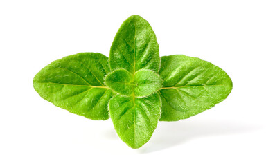 fresh oregano herb isolated on the white background