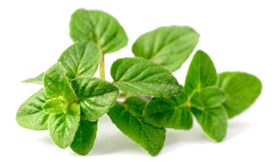 fresh oregano herb isolated on the white background