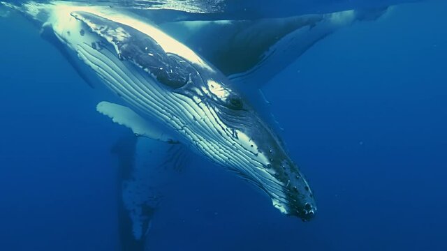Humpback whale calf playfully swims by mother in waters near French Polynesia.