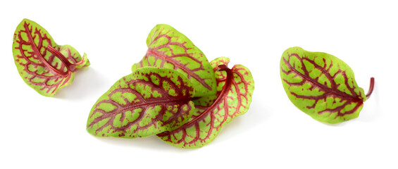 fresh young sorrel leaves isolated on the white background