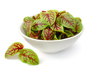 fresh young sorrel leaves in the bowl, isolated on the white background