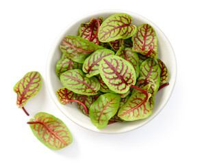 fresh young sorrel leaves in the bowl, isolated on the white background, top view
