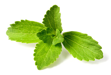 close up of fresh stevia isolated on the white background