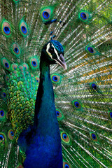 Obraz premium peacock with feathers