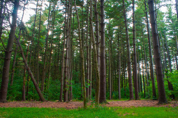Tall Pine Trees In An Illinois Forest