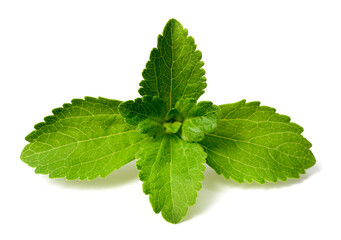 close up of fresh stevia isolated on the white background