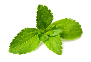 close up of fresh stevia isolated on the white background