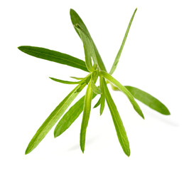 Fototapeta premium fresh tarragon herb isolated on the white background