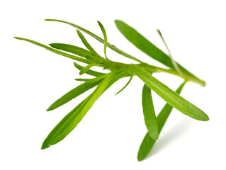 fresh tarragon herb isolated on the white background
