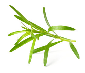 fresh tarragon herb isolated on the white background