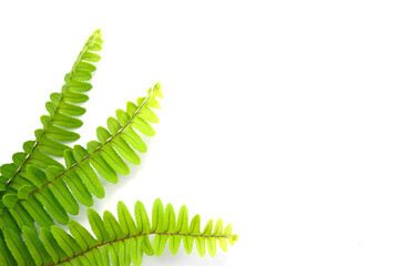 3 fern leaf isolated on white