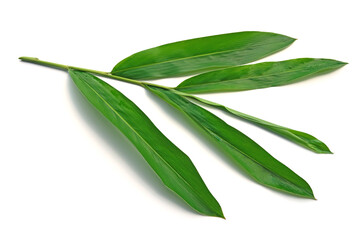 Green leaves of monocot plant  isolate on white background.Alpinia galanga or Galanga, Greater galangal, False galangal leaf isolated on white background.
