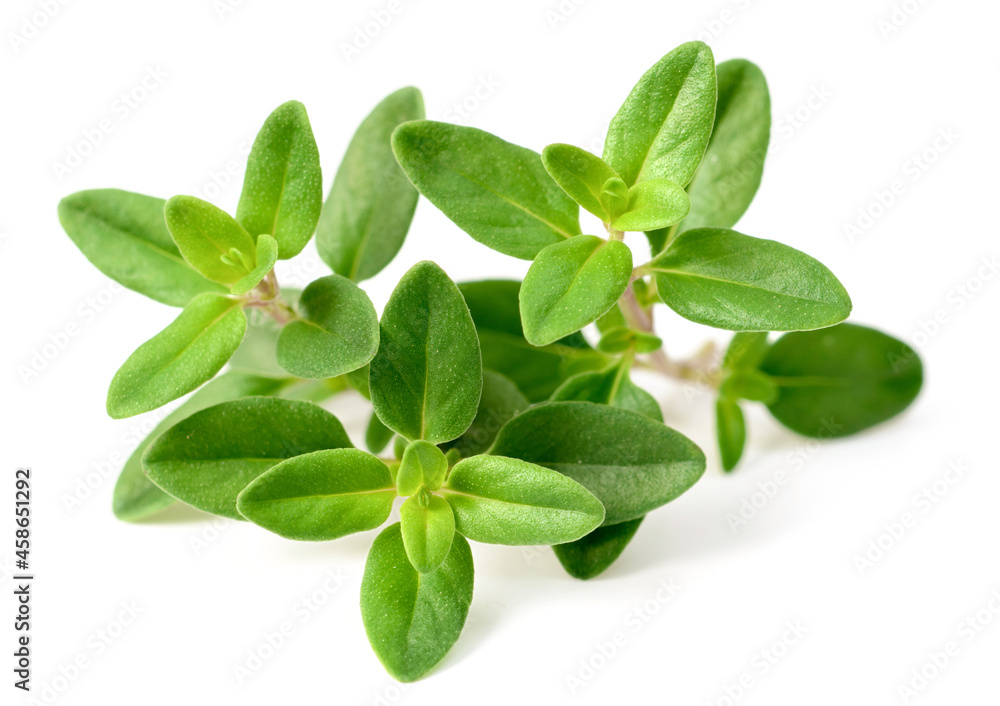 Sticker fresh thyme herb isolated on the white background