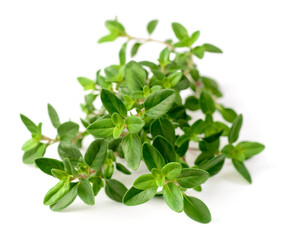 fresh thyme herb isolated on the white background
