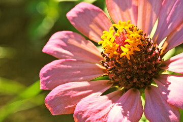 close up of pink flower