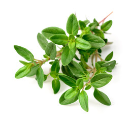 fresh thyme herb isolated on the white background