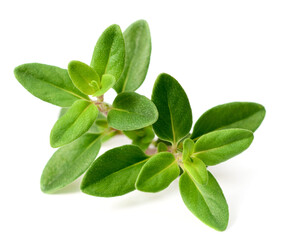 fresh thyme herb isolated on the white background - 458651268