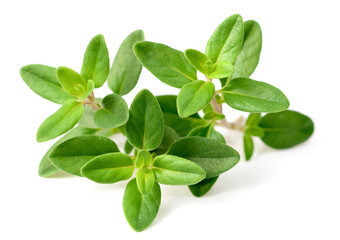 fresh thyme herb isolated on the white background