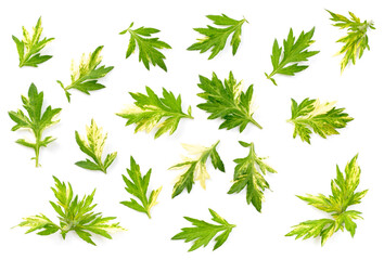 fresh Variegated Mugwort herb leaf isolated on the white background, top view - obrazy, fototapety, plakaty