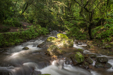 Fototapeta premium Stones in the middle of the forest river