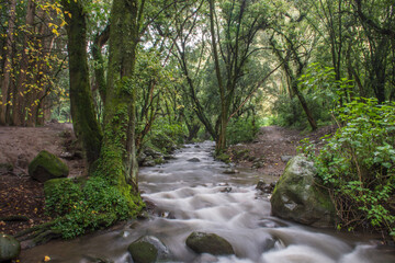waterfall in the forest and trees