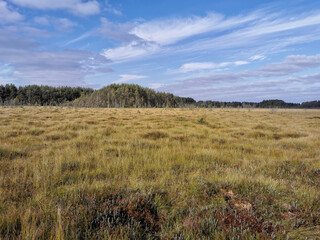 View of the swamp, where tall grass and trees grow against the background of the sky with beautiful clouds.
