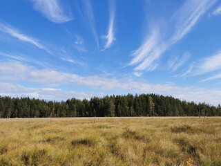Obraz premium View of the swamp, where tall grass and trees grow against the background of the sky with beautiful clouds.