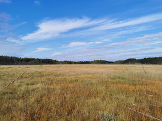 View of the swamp, where tall grass and trees grow against the background of the sky with beautiful clouds.
