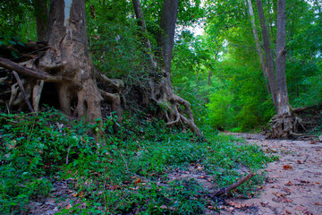 Rooty Sycamore Trees In A Dry Illinois Creek Bed