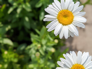 Fototapeta premium daisy flower closeup