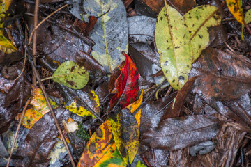 Some dry yellow and red leaves