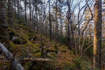 Autumn forest in the Primorsky Territory. The steep slope of the mountain, overgrown with conifers.