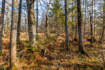 Autumn forest in the Primorsky Territory. The steep slope of the mountain, overgrown with conifers.