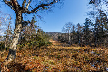 Autumn forest in the Primorsky Territory. The steep slope of the mountain, overgrown with conifers.