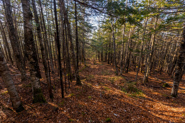 Autumn forest in the Primorsky Territory. The steep slope of the mountain, overgrown with conifers.