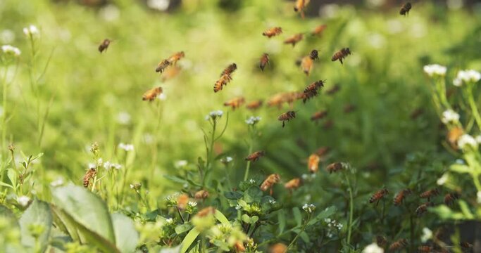 slow motion of A swarm of bees jams at the entrance of the hive in a busy apiary honey bees flying around in the spring air 
