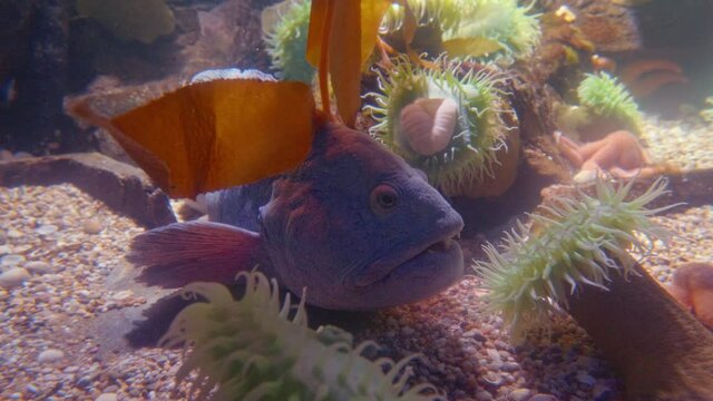 Colourful oceanic Easter pacific Painted greenling, North Atlantic Wolffish, North Pacific Green surf anemone, bat star, Common Sunstar and Northeast pacific Giant Pink sea star fishes swimming in 4K.