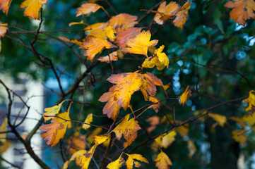 Fototapeta na wymiar The autumn maple leaves are rusty and reddened