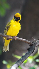 Southern masked weaver (Ploceus velatus) perched in a tree in a backyard in Pretoria, South Africa