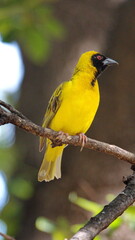 Southern masked weaver (Ploceus velatus) perched in a tree in a backyard in Pretoria, South Africa