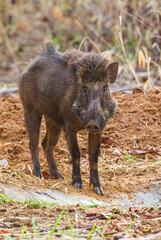 Indian Wild pig or India Boar walling down to a waterhole for a drink in Bandhavgarh, India