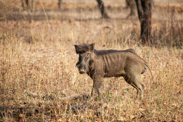 Indian Wild pig or India Boar walling down to a waterhole for a drink in Bandhavgarh, India