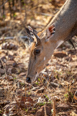 Nilgai walking towards water hole in the Forest of Bandhavgarh National Park, India