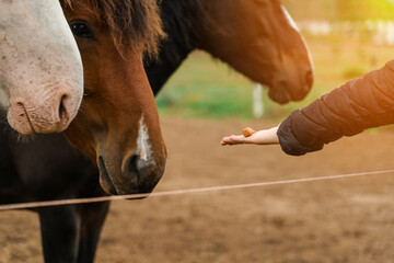A woman's hand holds out a carrot to the horses on an open palm, close-up