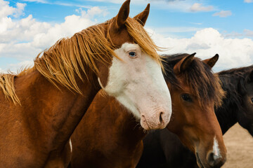 The head of a brown horse is a close-up. Horses in the pasture