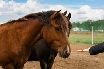 A woman's hand holds out a carrot to a horse on an open palm, close-up